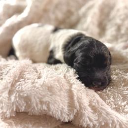 Boy 5 - Tri-color male Bernedoodle puppy in Salt Lake County, Utah from Coco Avenue Pups