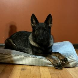 Peter - German Shepherd