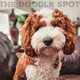 Goldendoodle Puppies from The Doodle Spot