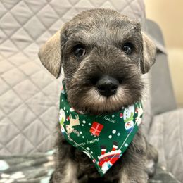 Miniature Schnauzer Puppies from NM Schnauzer Minis
