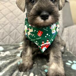 Miniature Schnauzer Puppies from NM Schnauzer Minis