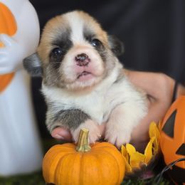 Yeska - Fawn female Pembroke Welsh Corgi puppy in Pollock, Missouri from Northstar