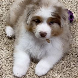 Australian Shepherd Puppies from NorthRidge Australian Shepherds
