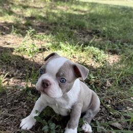 Boston Terrier Puppies from Blue House Bostons