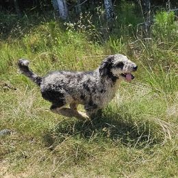 Ash - Aussiedoodle