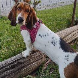 Basset Hounds from Lydia Hatfield's Basset Hounds