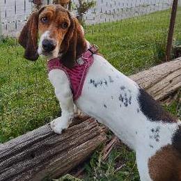 Basset Hounds from Lydia Hatfield's Basset Hounds