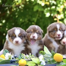 Australian Shepherds from CherryCove Aussies