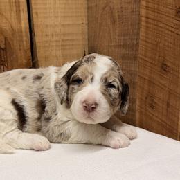 Girl 1 - Red merle female Aussiedoodle puppy in Lavonia, Georgia from H & A Kennels