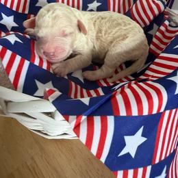 Bell - Cream female Goldendoodle puppy in Cherry Tree, Pennsylvania from Plum Creek Acres Next Generation