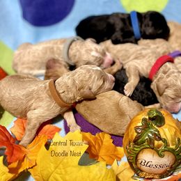 Goldendoodle Puppies from Central Texas Doodle Nest Kennel