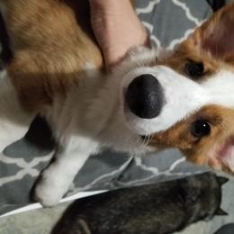 Cardigan Welsh Corgi Puppies from Hurrikane Cardigans