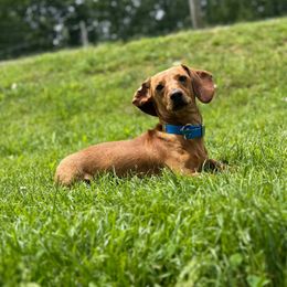 Rubble - Dachshund