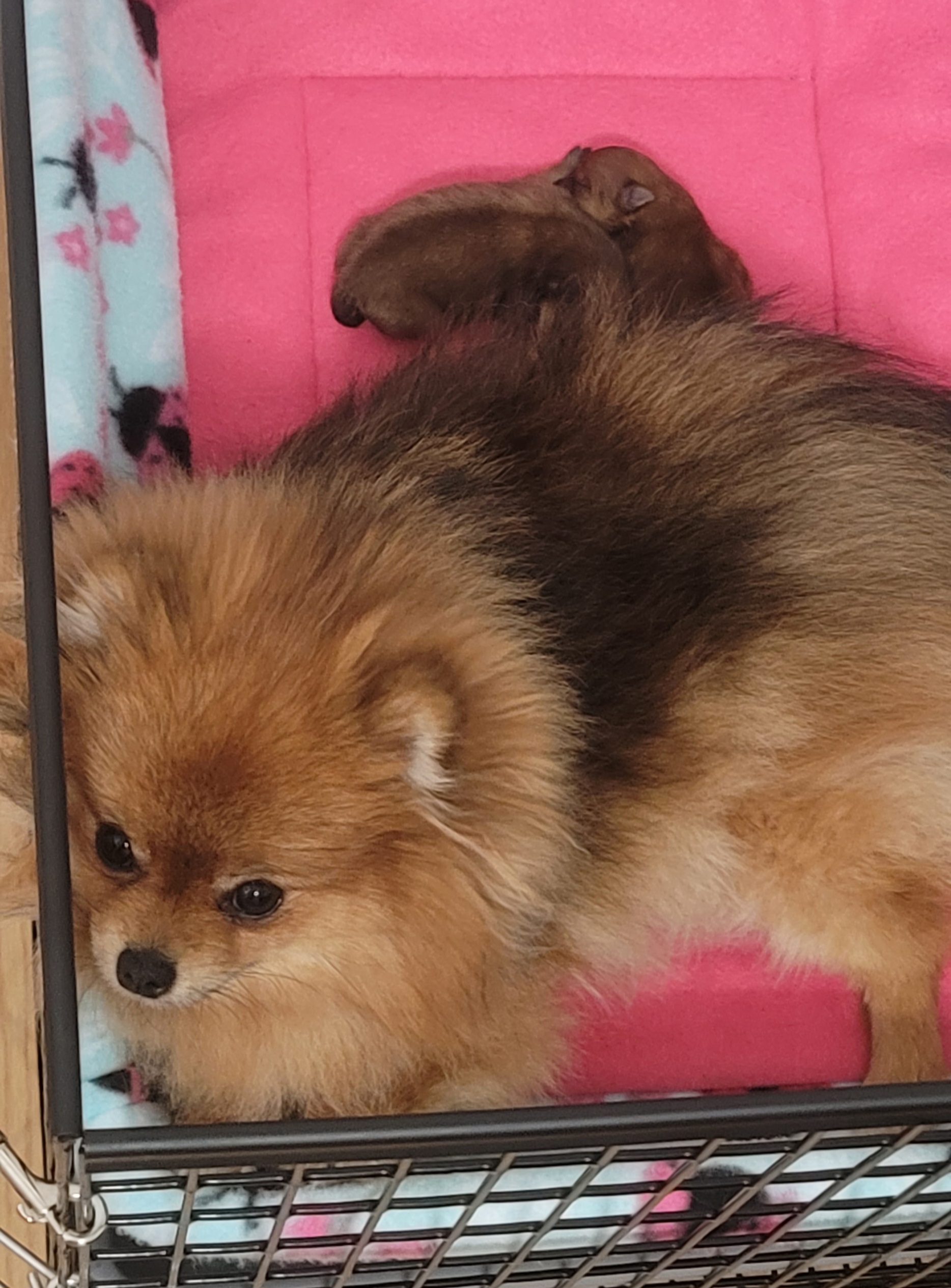 Pomeranian Puppies from Gypsy Poms