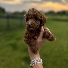 Sprout - Red female Cavapoo puppy in Noblesville, Indiana from R and H Doodles