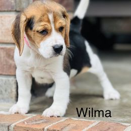 Wilma - Black tan and white female Beagle puppy in Mansfield, Missouri from Rippee Creek Kennel