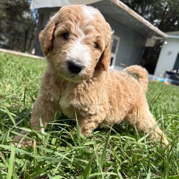 Merida - Apricot female Goldendoodle puppy in Brooksville, Florida from Abby’s Standard Goldendoodles
