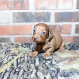 Boykin Spaniel, Dachshund, and German Shorthaired Pointer Puppies from Whiskey River Farm