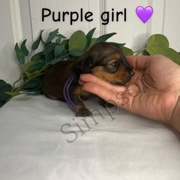 Dachshund Puppies from Simpson Dachshunds