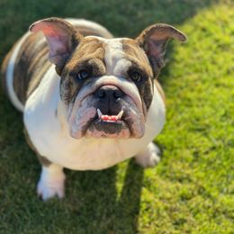 Chanel - Bulldog