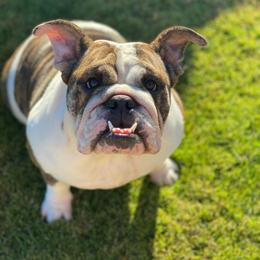 Chanel - Bulldog