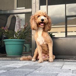 Gypsy - Goldendoodle