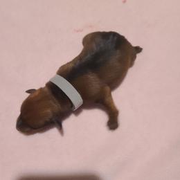 Grey - Stag red male Miniature Pinscher puppy in Phelan, California from Desert Rose Kennel