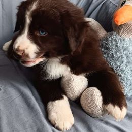 Red - Red & white Miniature Australian Shepherd puppy in Yucca Valley, California from Pedroza Farm