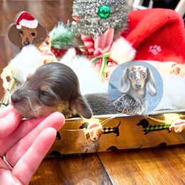 Wilma - Blue and tan female Dachshund puppy in Adamsville, Tennessee from Shiloh Ridge Dachshunds