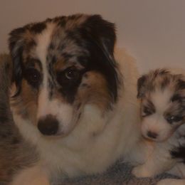 Australian Shepherd Puppies from Highline