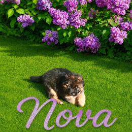 Nova fuchsia collar - Black and red female German Shepherd puppy in Lake Ann, Michigan from Furman German Shepherds