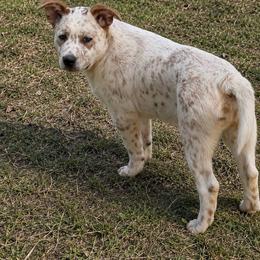 Atlas - Red mottled male Australian Cattle Dog puppy in Scurry, Texas from RedHorizon AKC Australian Cattle Dogs (Heelers)