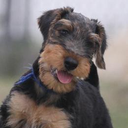 No name now - Black and tan female Airedale Terrier puppy in Georgetown, Texas from Spindletop Airedale Terriers