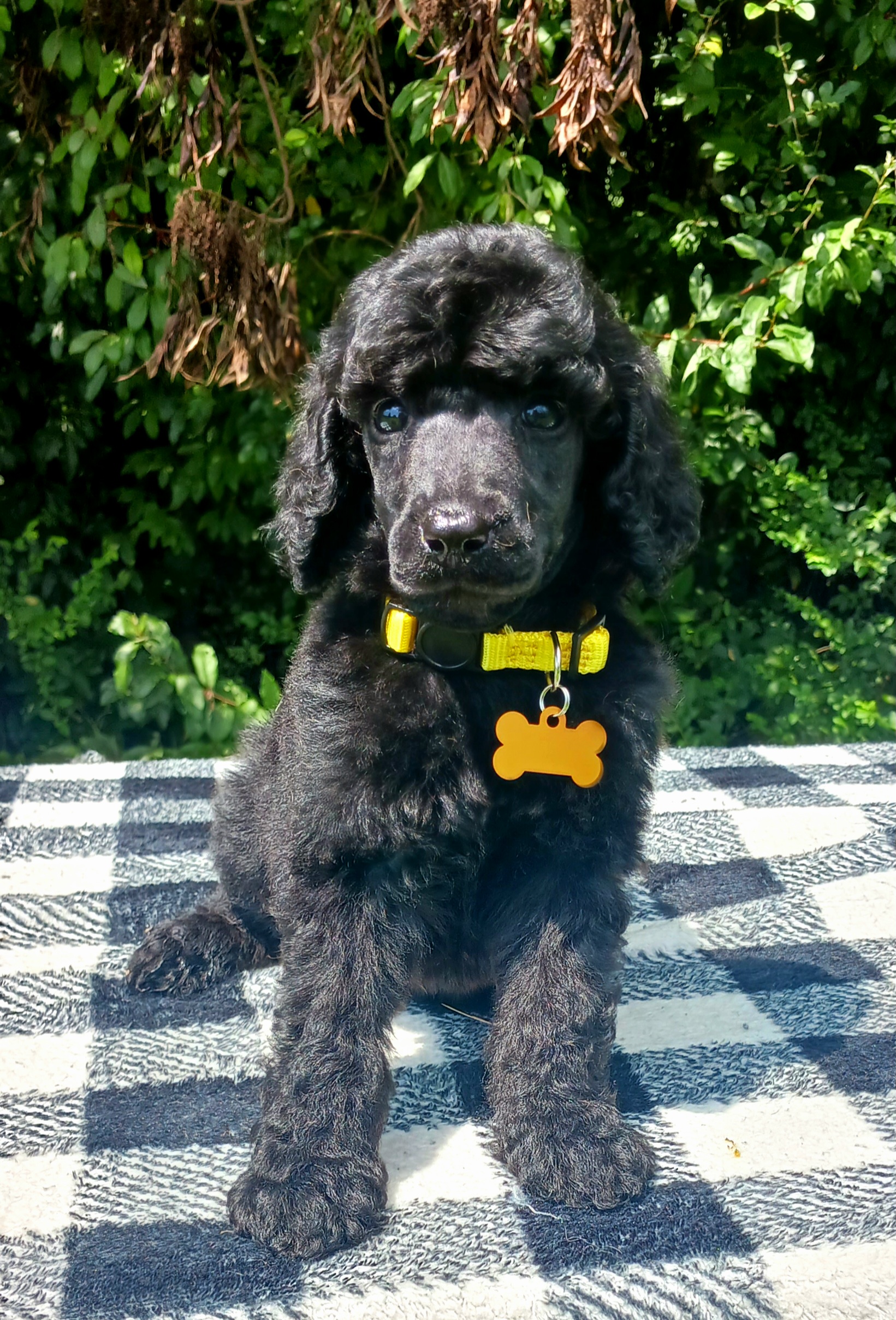 Dalmatian and Poodle Puppies from Reeves Family Standards
