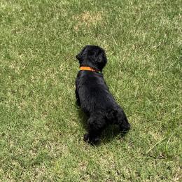 Orange - Black female Giant Schnauzer puppy in Northport, Alabama from Lugo Giant Schnauzers