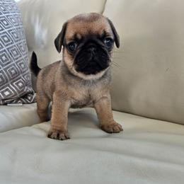 Male N2 - Fawn male Pug puppy in Jacksonville, North Carolina from Coliseum de Cassiope