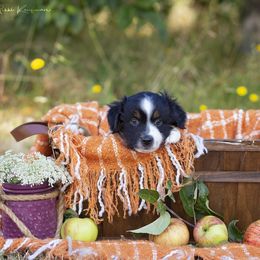 Miniature American Shepherd Puppies from Lone Pine Miniature American Shepherds
