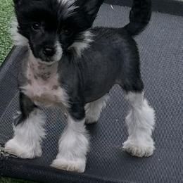 Chinese Crested Puppies from BryMar Chinese Cresteds