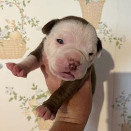 Girl 4 - female Alapaha Blue Blood Bulldog puppy in Grafton, Ohio from Eclipse Alapaha Kennels