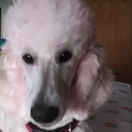 MOVIE STAR - Poodle