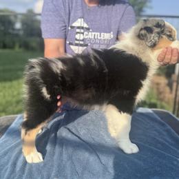 Australian Shepherd Puppies from Hannah Taylor