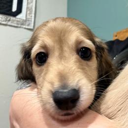 Boy 2 DO NOT FILL OUT APP UNLESS SERIOUS - Cream male Dachshund puppy in Wisconsin from Sabe and Shabe’s Doxies