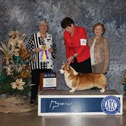 Pembroke Welsh Corgi Puppies from Cedar Springs Corgis