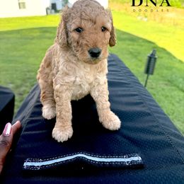 Honey - Red  female Goldendoodle puppy in Richmond, Virginia from Diverse Nurturing Affectionate Doodle Kennel