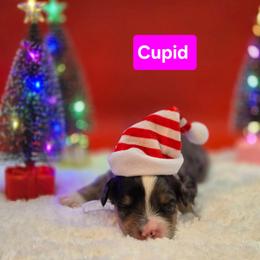 Cupid- Pink collar - Blue merle female Bernedoodle puppy in Summerville, South Carolina from Channys Doodles