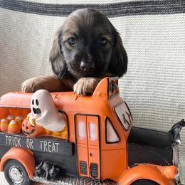 Nova - Cream female Dachshund puppy in Temple, Texas from Brit’s Doxie Crossing