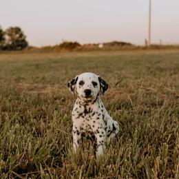 Basset Hound and Dalmatian Puppies from Lazy B Bassets and Dalmatians