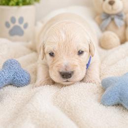Boy 1 Thumper - Light golden male Golden Retriever puppy in Angier, North Carolina from Howard's Retrievers