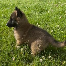 Dayna - Mahogany and black female Belgian Tervuren puppy in Hastings, Minnesota from Century Hills Farm