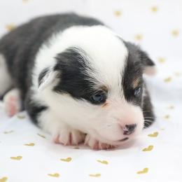 Wisteria - Black and tan female Pembroke Welsh Corgi puppy in Plains, Montana from Diamond Corgis